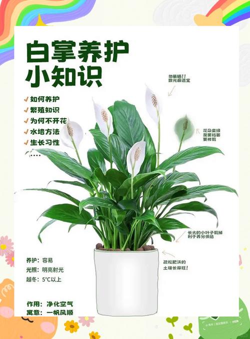 土培白掌转水培怎么养?-第1张图片-吾爱花网 土培白掌转水培怎么养?-第1张图片-吾爱花网