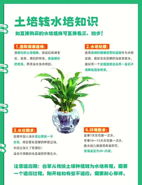 水培白掌营养液多了咋办？-第1张图片-吾爱花网