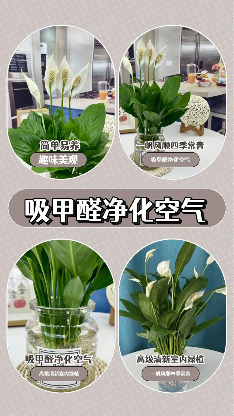 水培白掌营养液多了咋办？-第2张图片-吾爱花网