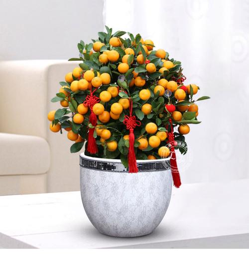 最大盆栽橘子树图片，最大能长多大？-第2张图片-吾爱花网