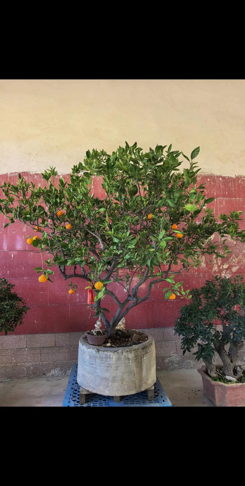 最大盆栽橘子树图片，最大能长多大？-第3张图片-吾爱花网