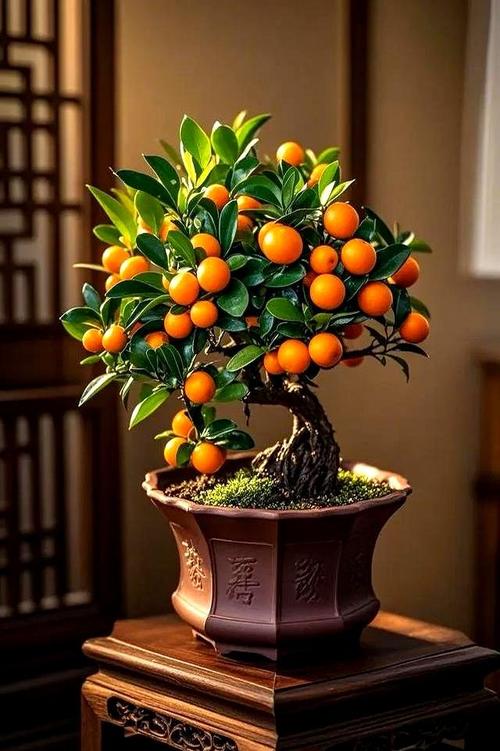 最大盆栽橘子树图片，最大能长多大？-第1张图片-吾爱花网