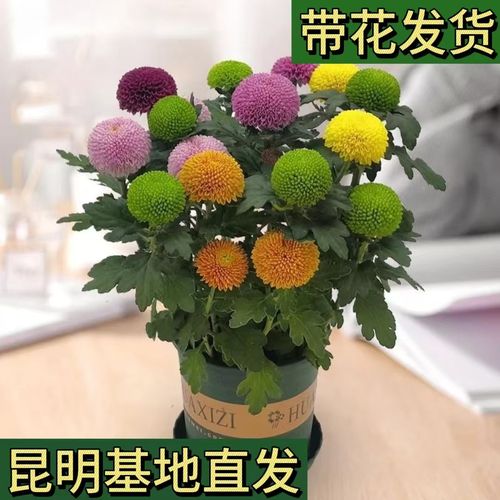 阳台盆栽菊花怎么养才能花繁叶茂？-第2张图片-吾爱花网