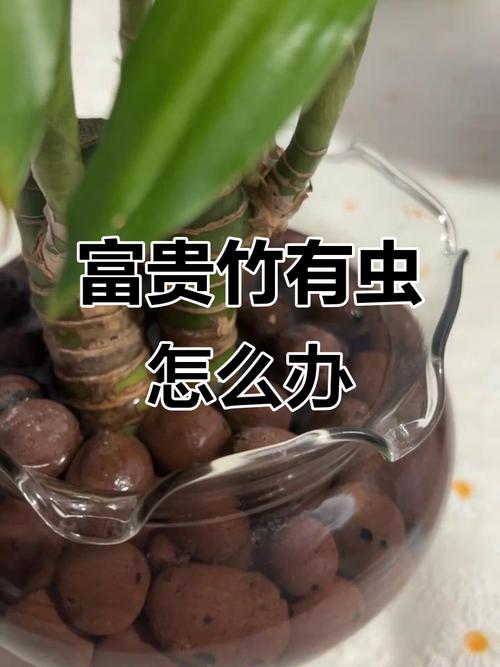 富贵竹水培水里生虫咋办?-第1张图片-吾爱花网 富贵竹水培水里生虫咋办?-第1张图片-吾爱花网