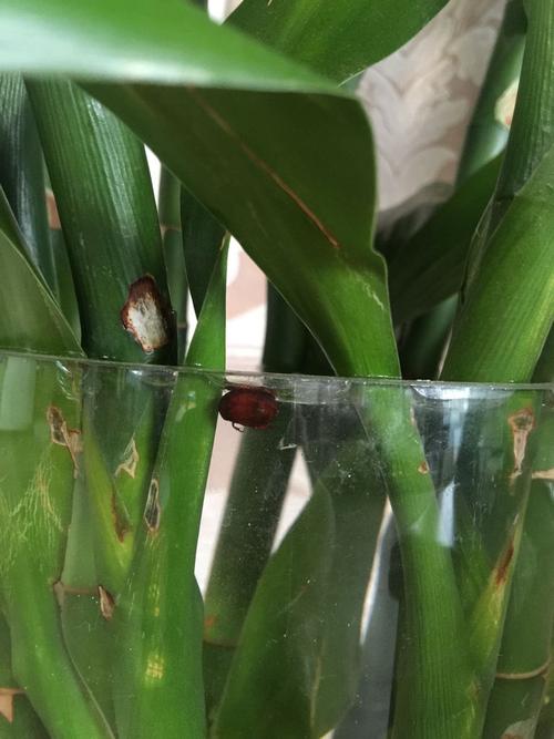 富贵竹水培水里生虫咋办?-第3张图片-吾爱花网 富贵竹水培水里生虫咋办?-第3张图片-吾爱花网