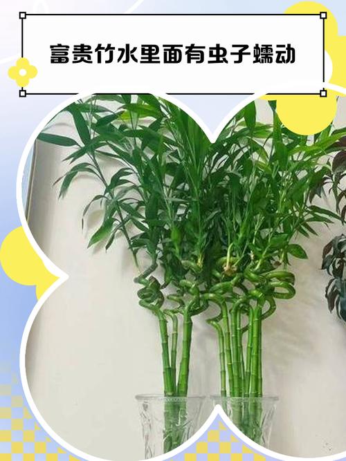 富贵竹水培水里生虫咋办？-第2张图片-吾爱花网