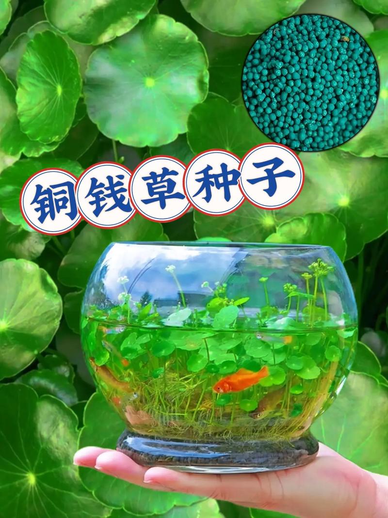 铜钱草水培复合肥怎么用?-第1张图片-吾爱花网 铜钱草水培复合肥怎么用?-第1张图片-吾爱花网