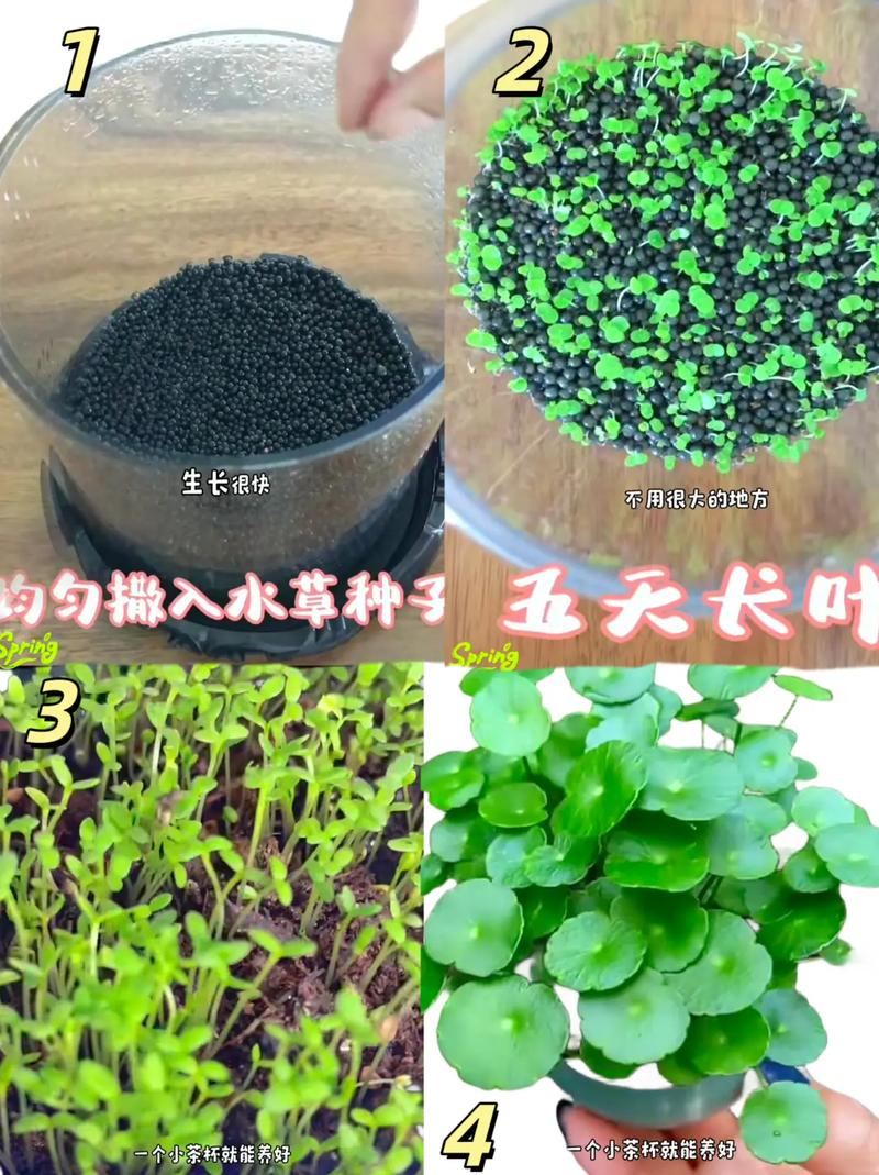 铜钱草水培复合肥怎么用?-第2张图片-吾爱花网 铜钱草水培复合肥怎么用?-第2张图片-吾爱花网