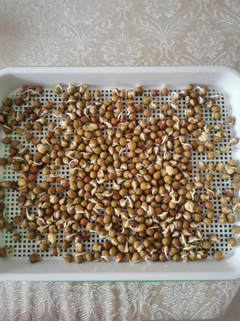 豌豆苗水培土培哪个更好吃?-第1张图片-吾爱花网 豌豆苗水培土培哪个更好吃?-第1张图片-吾爱花网