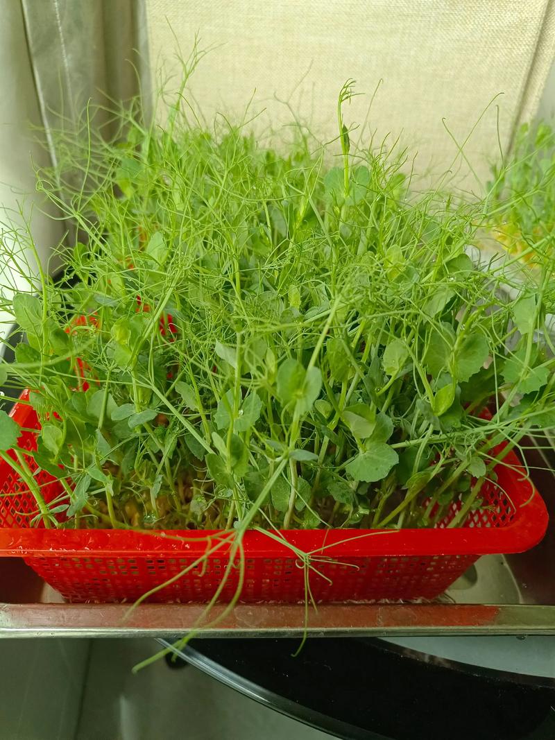 豌豆苗水培土培哪个更好吃?-第3张图片-吾爱花网 豌豆苗水培土培哪个更好吃?-第3张图片-吾爱花网