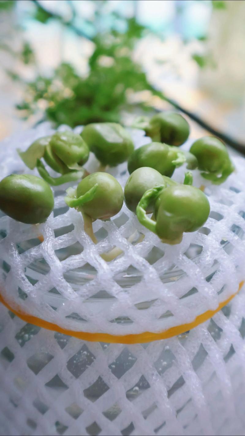 豌豆苗水培土培哪个更好吃?-第2张图片-吾爱花网 豌豆苗水培土培哪个更好吃?-第2张图片-吾爱花网