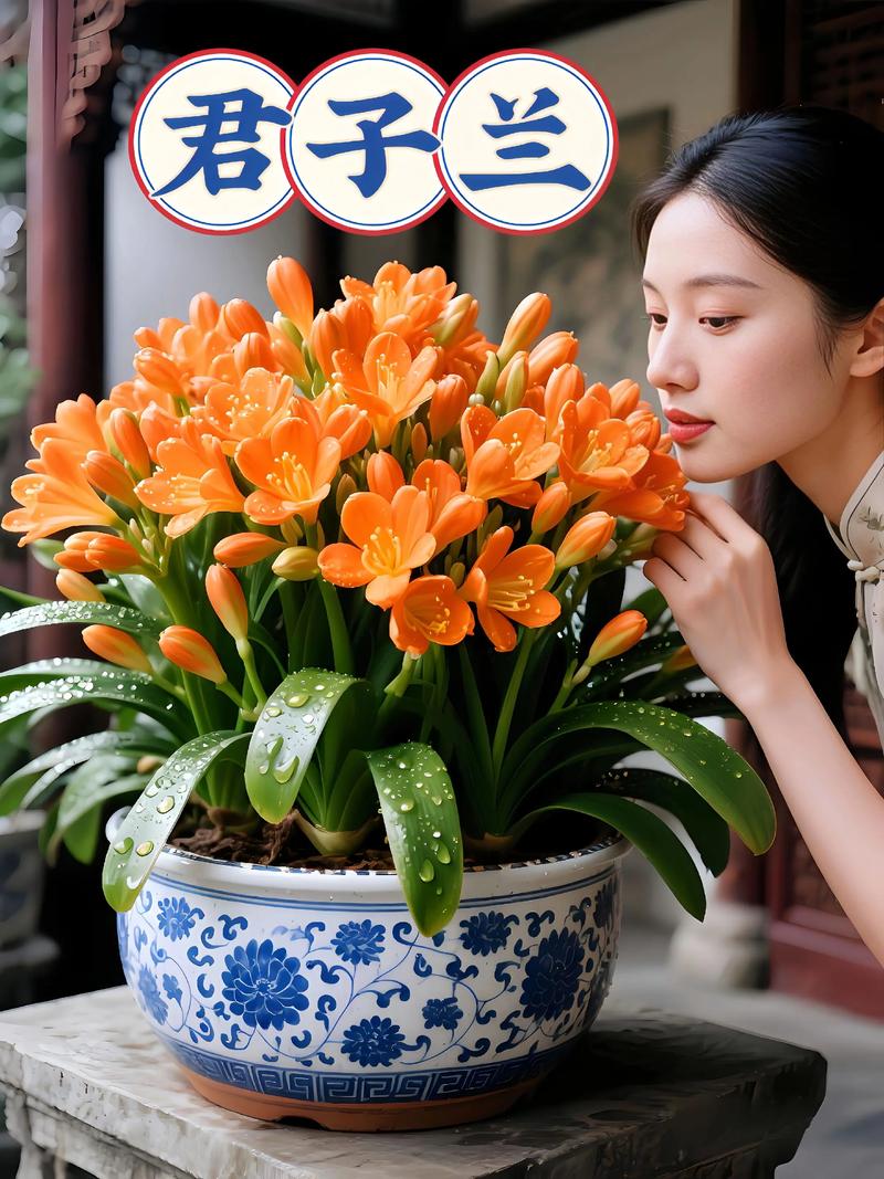 君子兰水培加沙子好不好?-第2张图片-吾爱花网 君子兰水培加沙子好不好?-第2张图片-吾爱花网