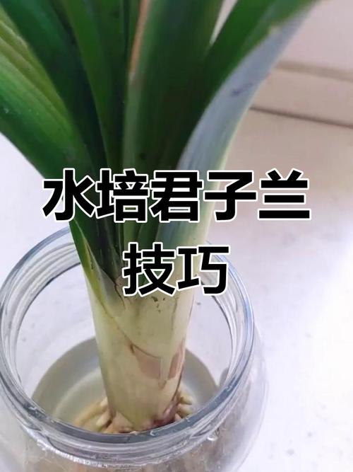 君子兰水培加沙子好不好?-第3张图片-吾爱花网 君子兰水培加沙子好不好?-第3张图片-吾爱花网