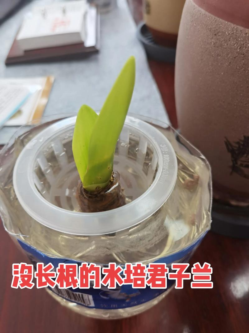 君子兰水培加沙子好不好?-第1张图片-吾爱花网 君子兰水培加沙子好不好?-第1张图片-吾爱花网