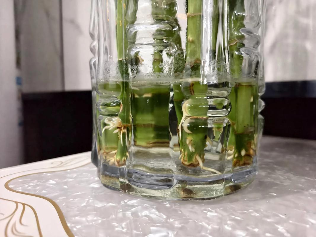 水培富贵竹没生根发黑了-第2张图片-吾爱花网 水培富贵竹没生根发黑了-第2张图片-吾爱花网