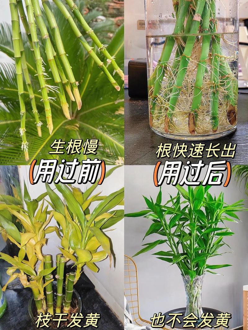 水培富贵竹没生根发黑了-第3张图片-吾爱花网 水培富贵竹没生根发黑了-第3张图片-吾爱花网