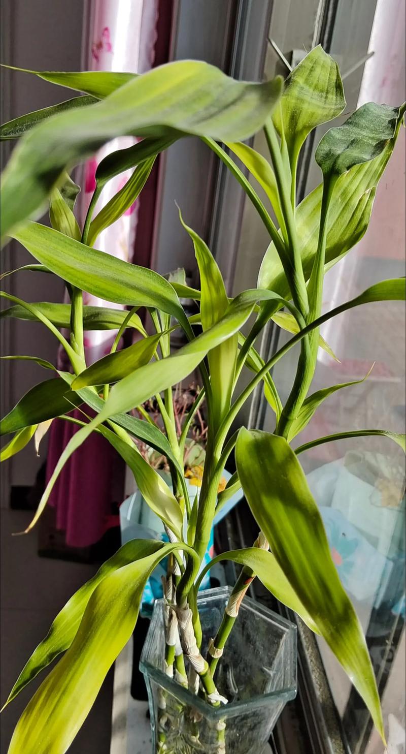 水培富贵竹没生根发黑了-第1张图片-吾爱花网 水培富贵竹没生根发黑了-第1张图片-吾爱花网