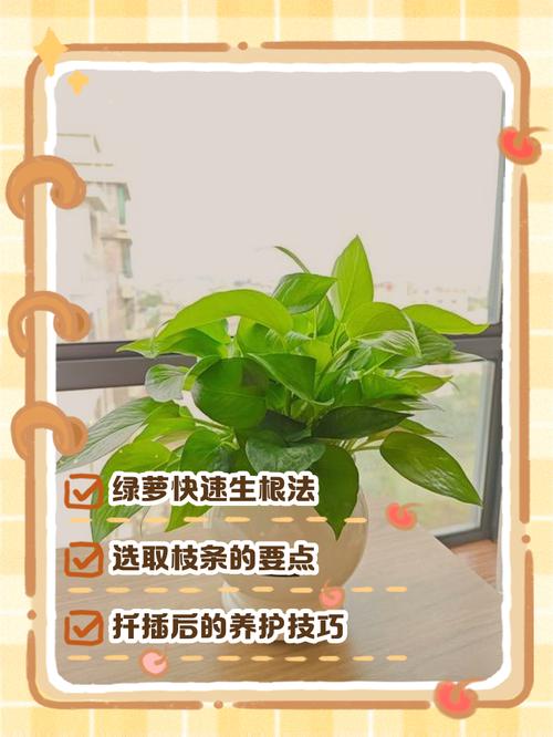 水培绿萝转土培,怎么移栽才不伤根?-第2张图片-吾爱花网 水培绿萝转土培,怎么移栽才不伤根?-第2张图片-吾爱花网