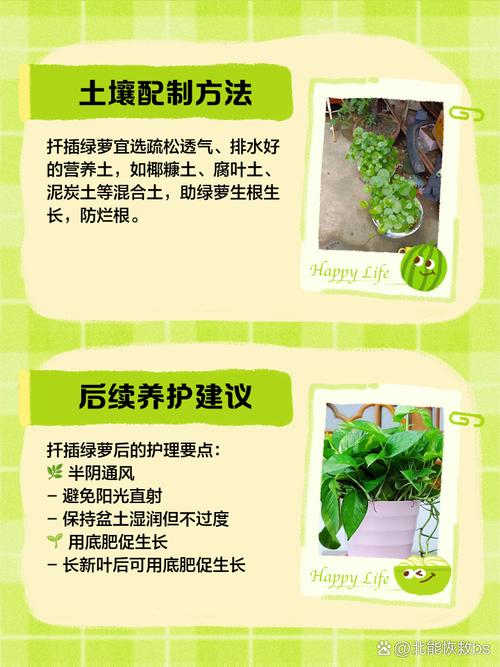 水培绿萝转土培,怎么移栽才不伤根?-第3张图片-吾爱花网 水培绿萝转土培,怎么移栽才不伤根?-第3张图片-吾爱花网