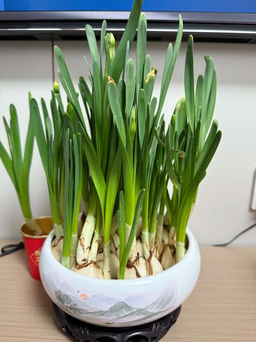 水仙花球水培怎么养才能开花?-第3张图片-吾爱花网 水仙花球水培怎么养才能开花?-第3张图片-吾爱花网