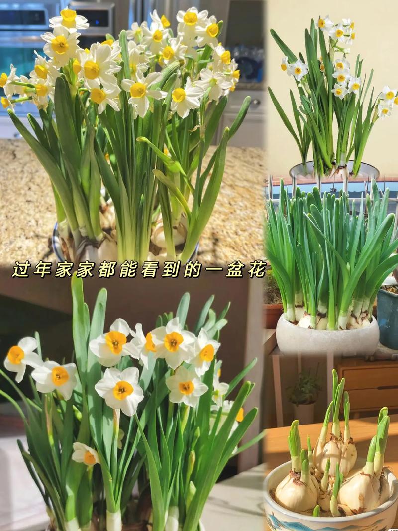 水仙花球水培怎么养才能开花？-第2张图片-吾爱花网