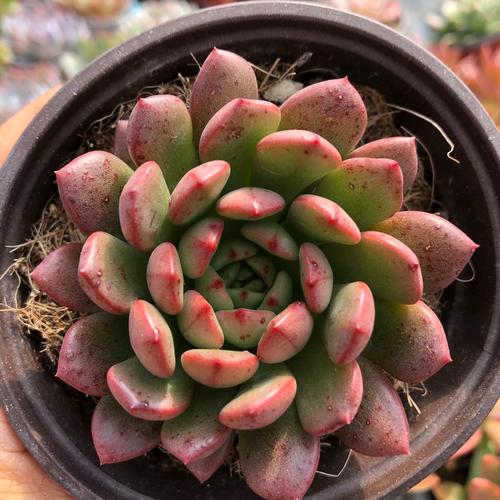 红宝石多肉适合什么盆-第2张图片-吾爱花网