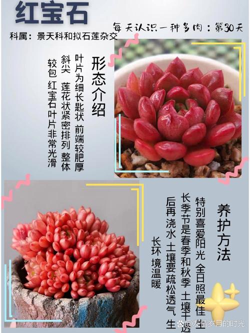 红宝石多肉适合什么盆-第1张图片-吾爱花网