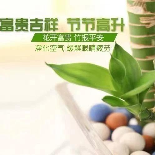 水培莲花竹无根能活吗?-第3张图片-吾爱花网 水培莲花竹无根能活吗?-第3张图片-吾爱花网