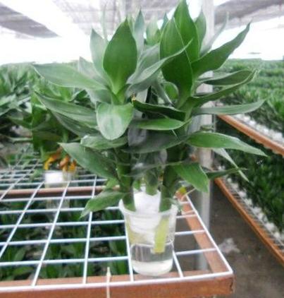 水培莲花竹无根能活吗?-第2张图片-吾爱花网 水培莲花竹无根能活吗?-第2张图片-吾爱花网