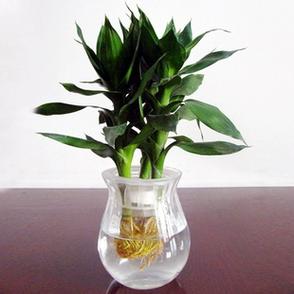 水培莲花竹无根能活吗?-第1张图片-吾爱花网 水培莲花竹无根能活吗?-第1张图片-吾爱花网