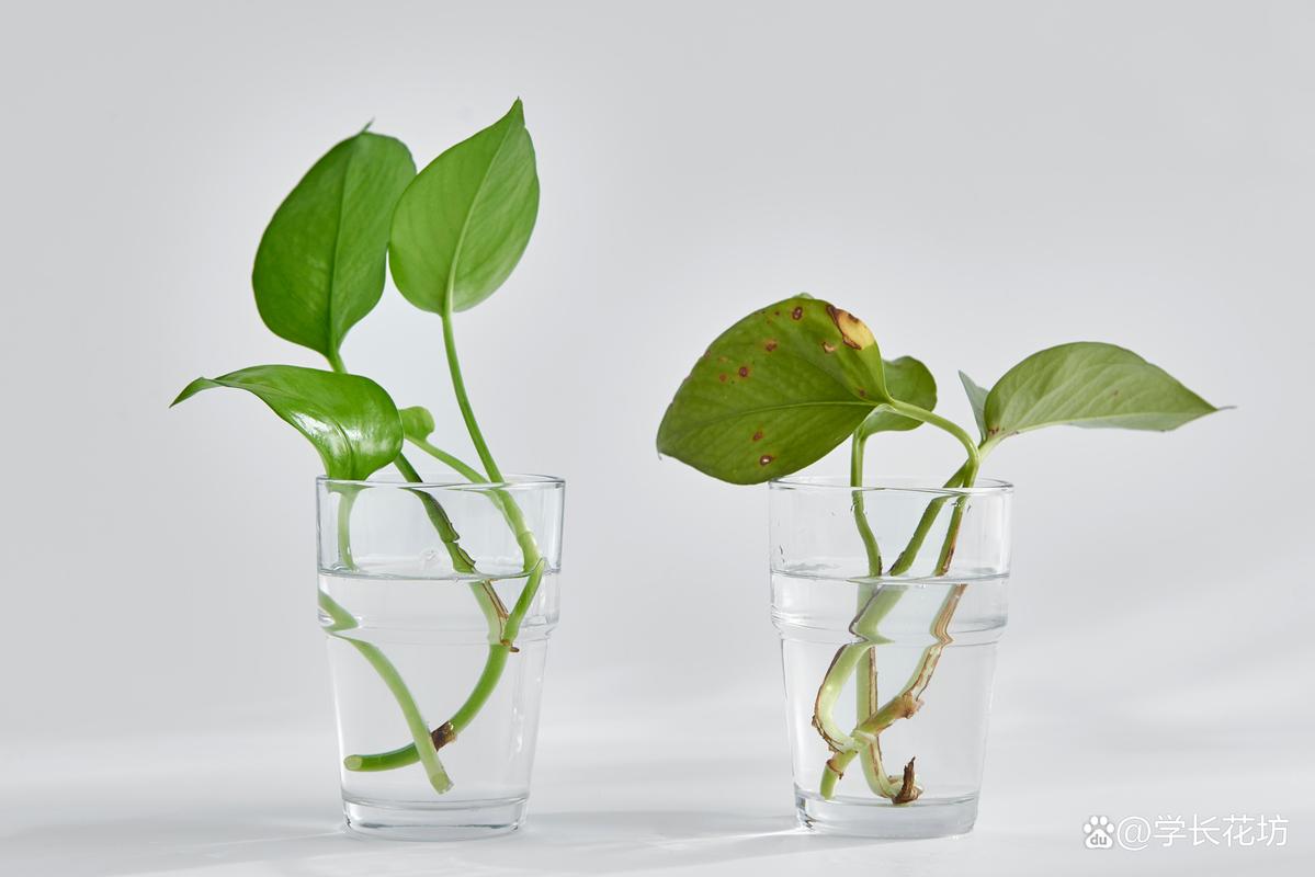 土培绿萝可以改成水培吗-第3张图片-吾爱花网 土培绿萝可以改成水培吗-第3张图片-吾爱花网