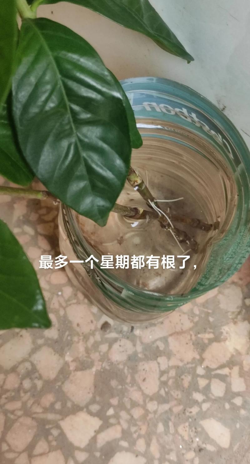 水培栀子花根部黏糊糊的-第1张图片-吾爱花网 水培栀子花根部黏糊糊的-第1张图片-吾爱花网