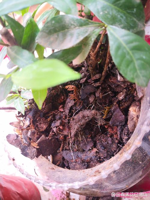 水培栀子花根部黏糊糊的-第3张图片-吾爱花网 水培栀子花根部黏糊糊的-第3张图片-吾爱花网