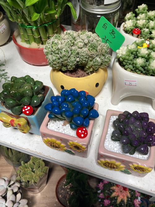 多肉颜色有哪些?图片展示哪些色系?-第2张图片-吾爱花网 多肉颜色有哪些?图片展示哪些色系?-第2张图片-吾爱花网