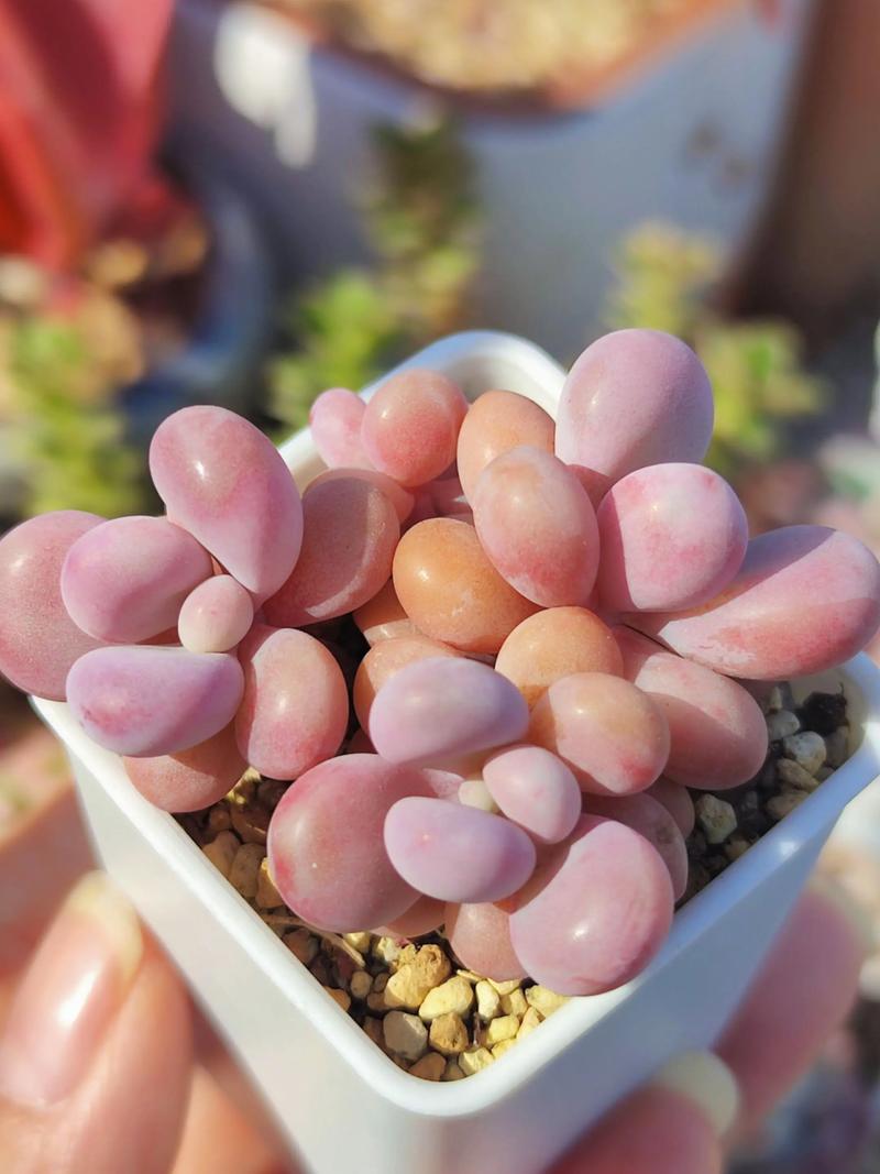 多肉颜色有哪些?图片展示哪些色系?-第1张图片-吾爱花网 多肉颜色有哪些?图片展示哪些色系?-第1张图片-吾爱花网