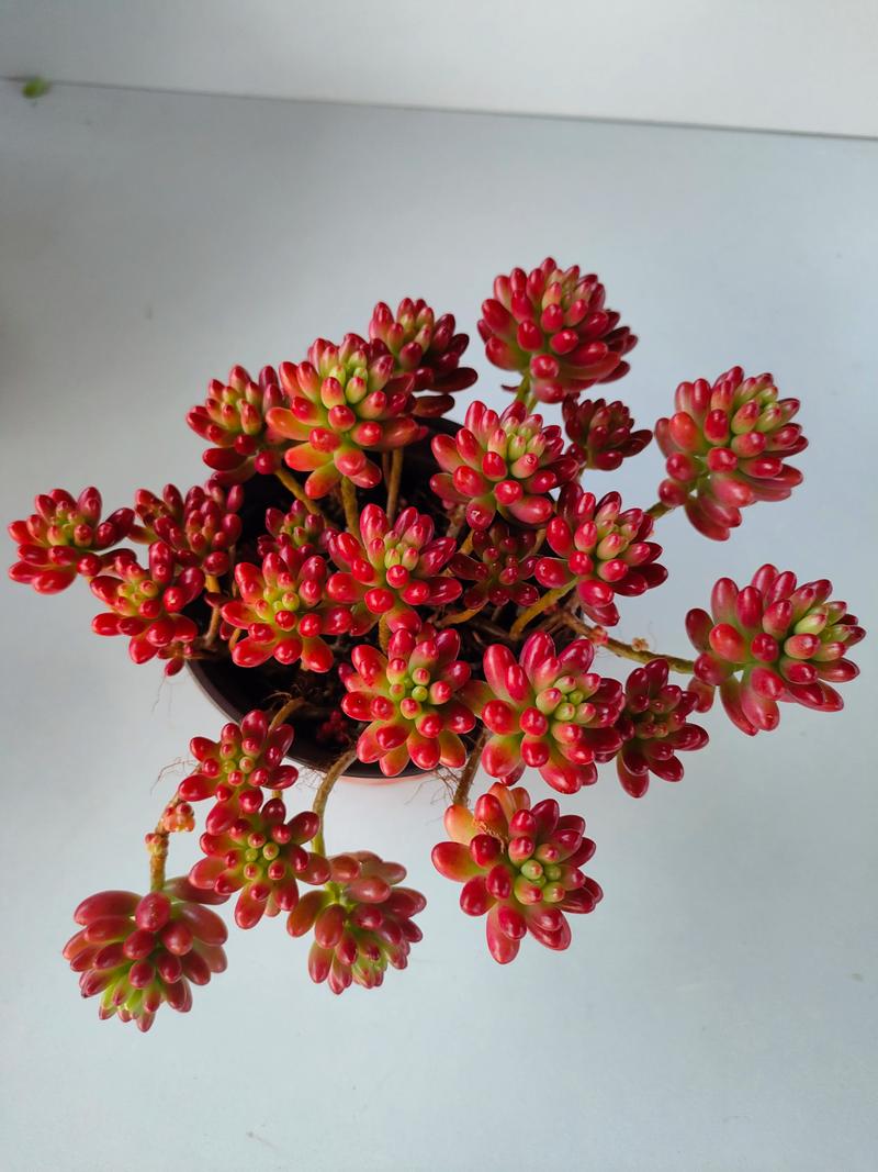 多肉颜色有哪些?图片展示哪些色系?-第3张图片-吾爱花网 多肉颜色有哪些?图片展示哪些色系?-第3张图片-吾爱花网