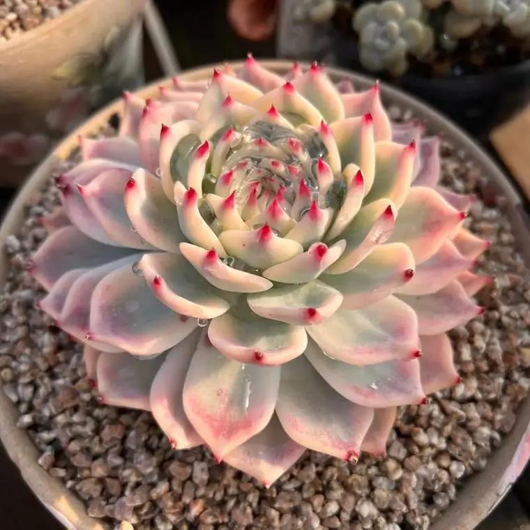 吉娃娃多肉的养殖方法-第2张图片-吾爱花网