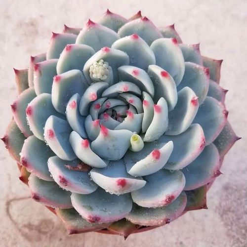 吉娃娃多肉最大能长多大?-第1张图片-吾爱花网 吉娃娃多肉最大能长多大?-第1张图片-吾爱花网