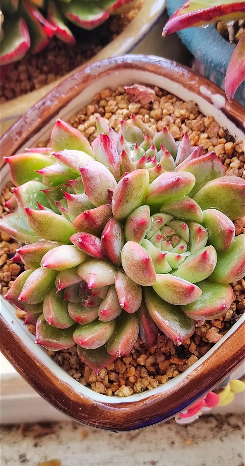 吉娃娃多肉最大能长多大?-第3张图片-吾爱花网 吉娃娃多肉最大能长多大?-第3张图片-吾爱花网