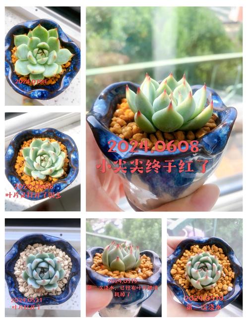 吉娃娃多肉最大能长多大?-第2张图片-吾爱花网 吉娃娃多肉最大能长多大?-第2张图片-吾爱花网