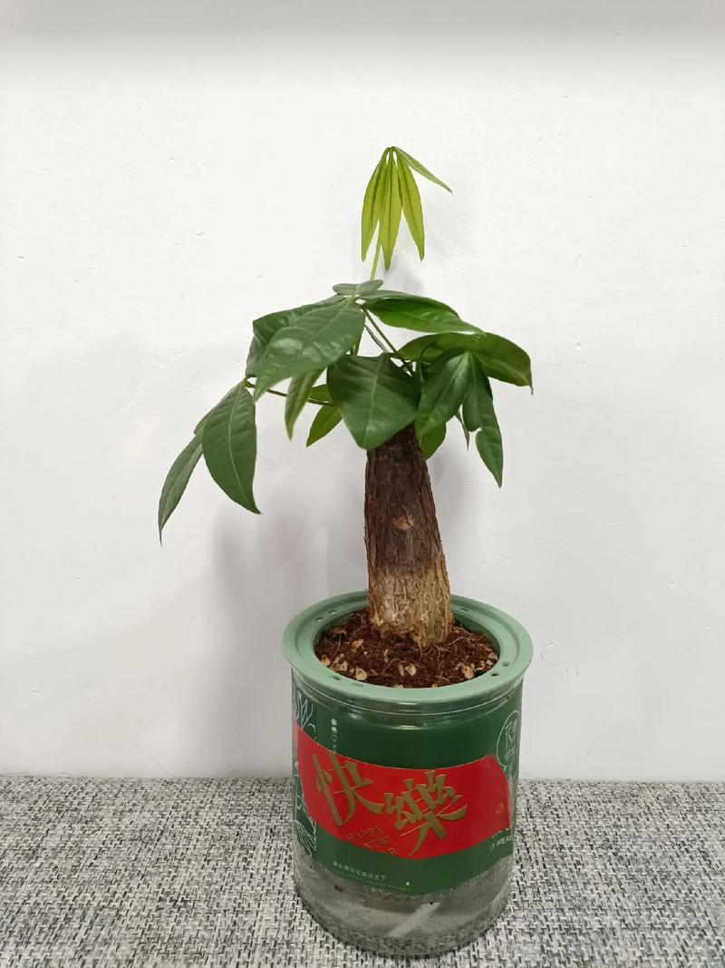 水培发财树放什么肥长得好?-第2张图片-吾爱花网 水培发财树放什么肥长得好?-第2张图片-吾爱花网