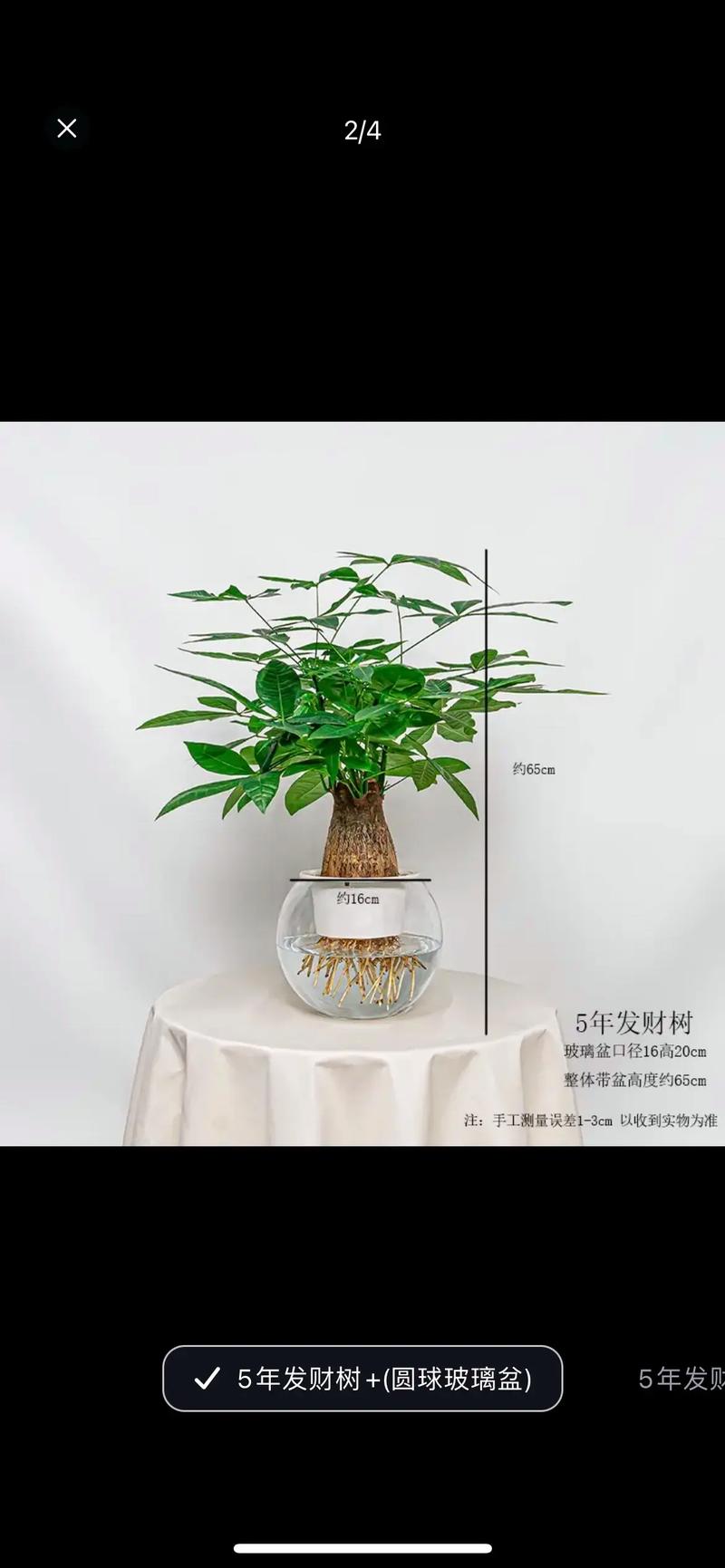 水培发财树放什么肥长得好?-第1张图片-吾爱花网 水培发财树放什么肥长得好?-第1张图片-吾爱花网