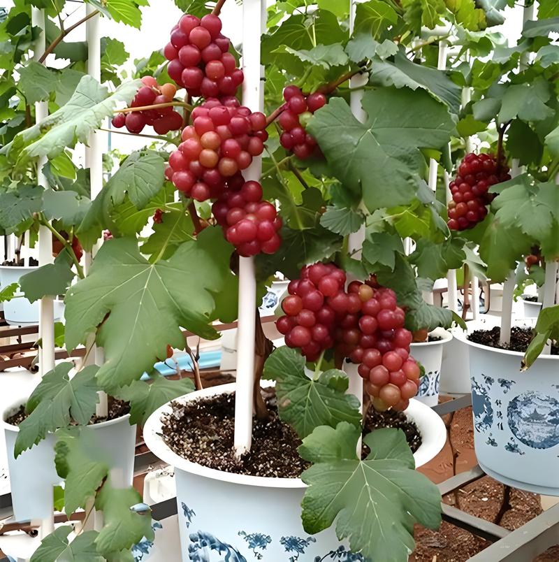 盆栽葡萄品种有哪些?附图片参考。-第2张图片-吾爱花网 盆栽葡萄品种有哪些?附图片参考。-第2张图片-吾爱花网