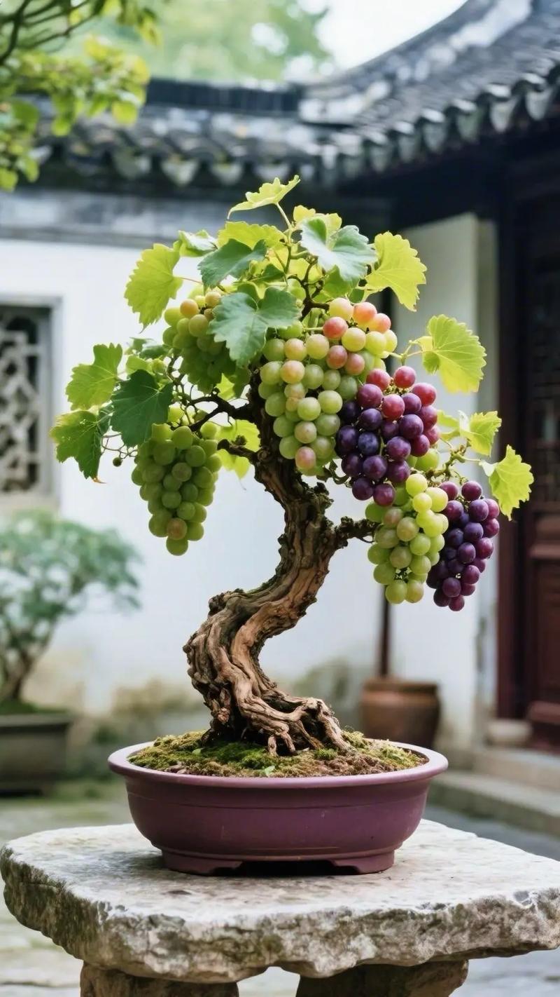 盆栽葡萄品种有哪些?附图片参考。-第1张图片-吾爱花网 盆栽葡萄品种有哪些?附图片参考。-第1张图片-吾爱花网