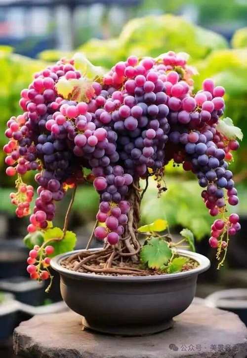 盆栽葡萄品种有哪些?附图片参考。-第3张图片-吾爱花网 盆栽葡萄品种有哪些?附图片参考。-第3张图片-吾爱花网
