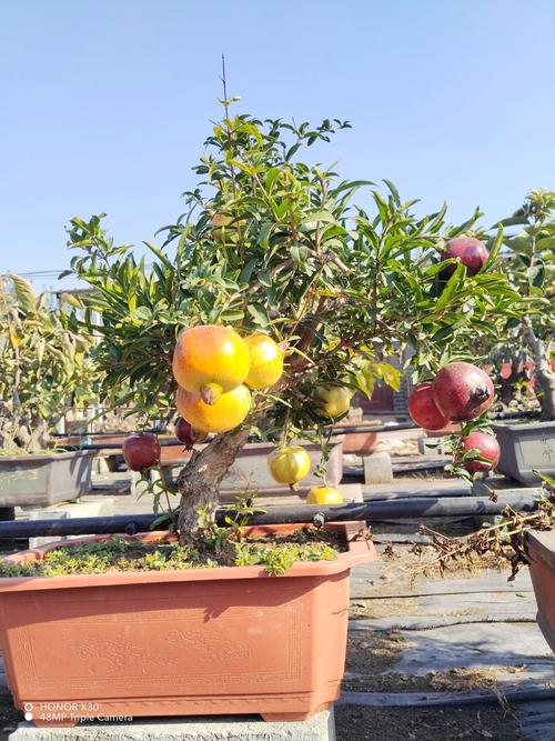 哪种盆栽石榴品种最好看？-第2张图片-吾爱花网