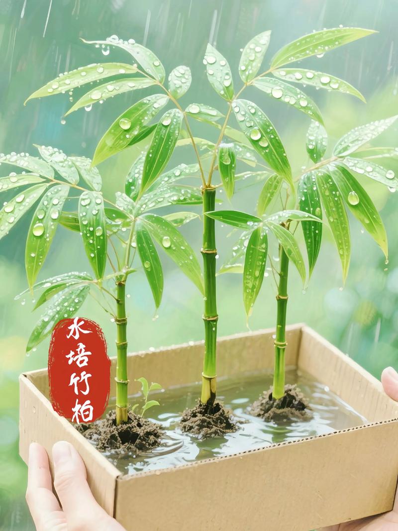 哪些水培植物适合?名称图片怎么选?-第1张图片-吾爱花网 哪些水培植物适合?名称图片怎么选?-第1张图片-吾爱花网
