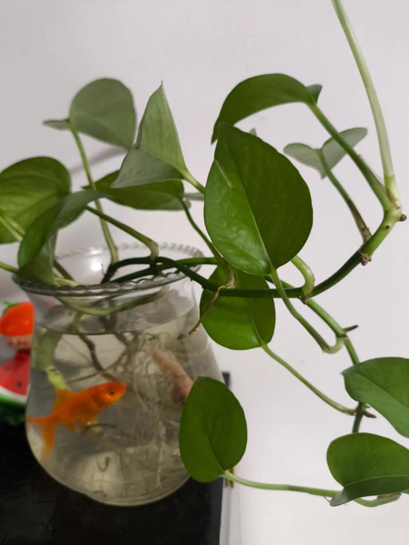 水培植物适合搭配什么鱼？-第2张图片-吾爱花网