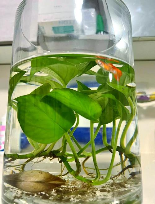 水培植物适合搭配什么鱼?-第1张图片-吾爱花网 水培植物适合搭配什么鱼?-第1张图片-吾爱花网