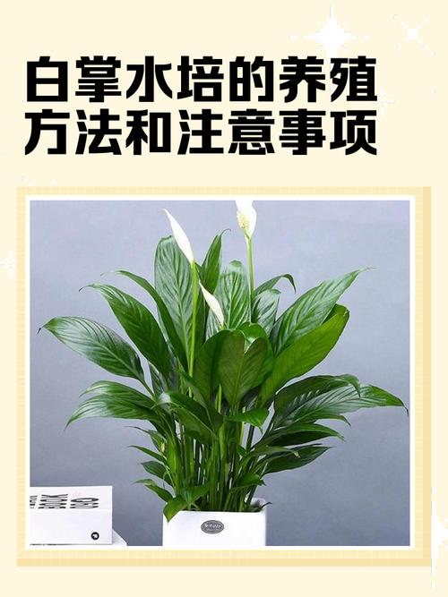 白掌不开花什么原因水培-第2张图片-吾爱花网 白掌不开花什么原因水培-第2张图片-吾爱花网